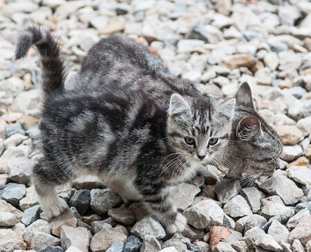 wild cat with a small kitten in the streetの写真素材