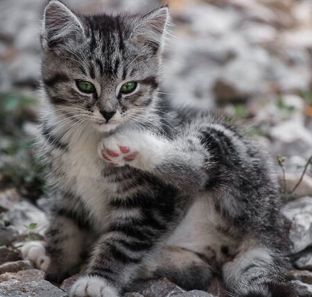 young beautiful wild cat sittingの写真素材