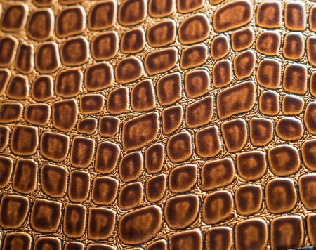 a golden brown background of the crocodileの写真素材