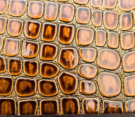 a golden brown background of the crocodileの写真素材