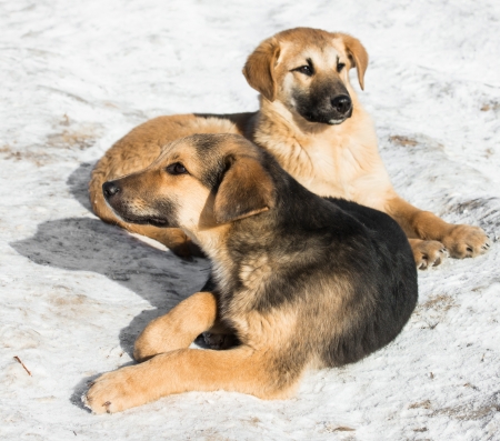 two little puppies are bred without the snowの写真素材