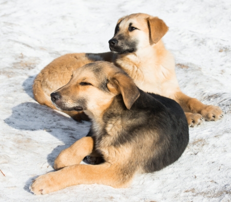 two little puppies are bred without the snowの写真素材
