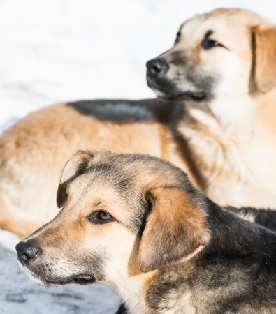 two little puppies are bred without the snowの写真素材