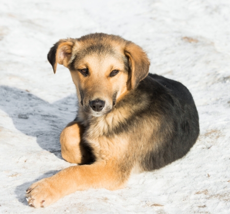 one melenko without purebred puppy lying in the snowの写真素材