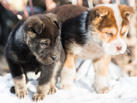 two little puppies are bred without the snowの写真素材