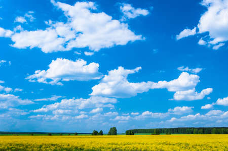 grassland landscape with the sky in the spring, sunny dayの写真素材