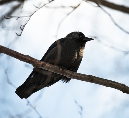 young black rook is sitting on a tree branchの写真素材