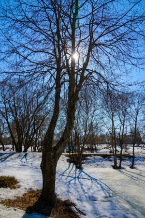 Vesa tree early in the thawed snow in Marchの写真素材