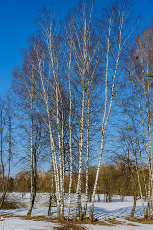 birch thawed snow in early spring on a background of blue skyの写真素材