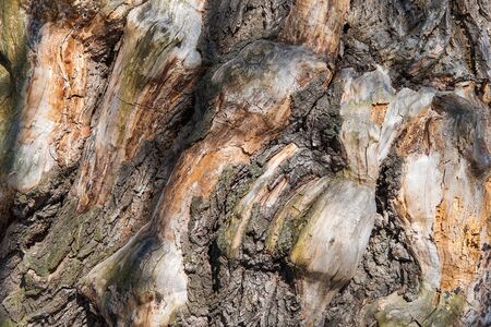 background gnarled trunk of an old oak treeの写真素材