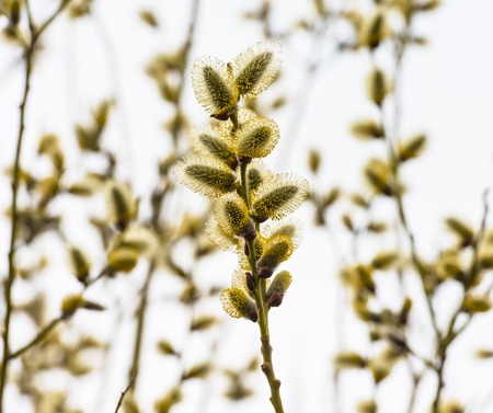 spring flowering tree willow buds jellyの写真素材