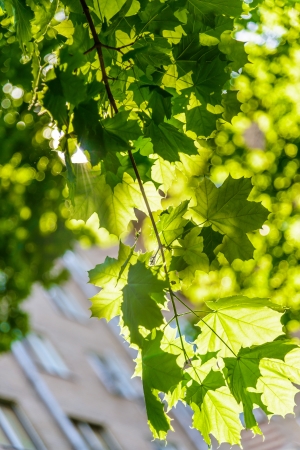 green maple leaves backlit against the sunの写真素材