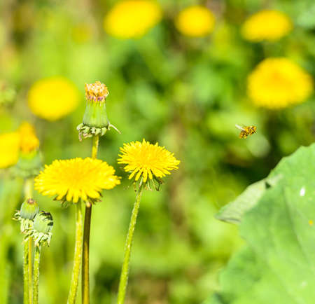 yellow flower dandelion on a background of green grassの写真素材
