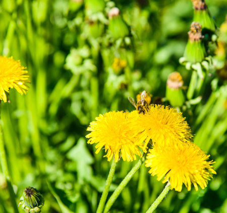 yellow flower dandelion on a background of green grass