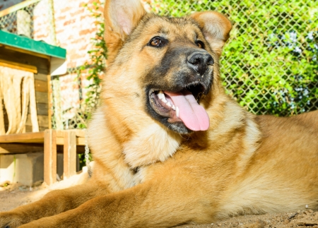portrait of a big red dog lying on the groundの写真素材
