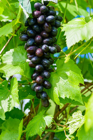 bunch of black grapes hanging on the vine Green
