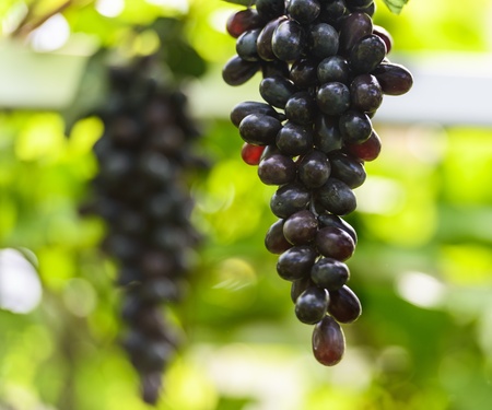 bunch of black grapes hanging on the vine Greenの写真素材
