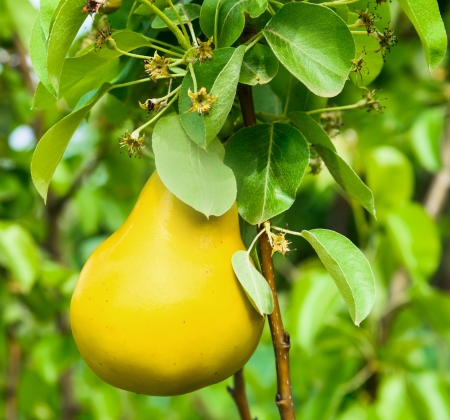 yellow ripe juicy pear hanging on a branchの写真素材
