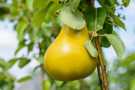 yellow ripe juicy pear hanging on a branchの写真素材