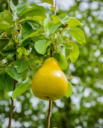 yellow ripe juicy pear hanging on a branchの写真素材