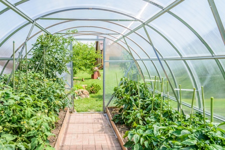 the arch of the greenhouse tomato seedlings in early springの写真素材