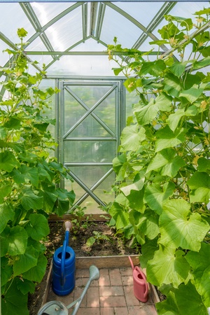 the arch of the greenhouse tomato seedlings in early springの写真素材