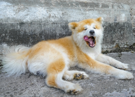 portrait of a large Japanese dog Akita Inuの写真素材