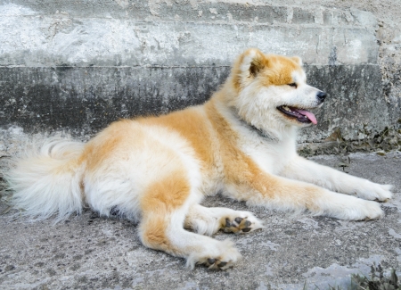 portrait of a large Japanese dog Akita Inuの写真素材