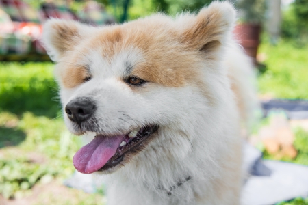 portrait of a large Japanese dog Akita Inuの写真素材