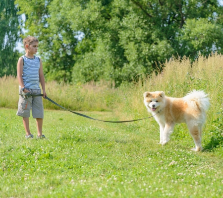 boy walking his beloved dog of Japanese Akita Inuの写真素材