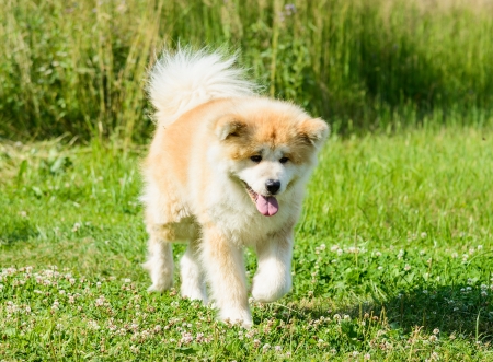 portrait of a large Japanese dog Akita Inuの写真素材