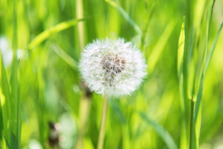 a fluffy white dandelion on a background of green grassの写真素材