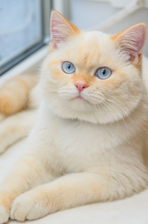 funny little white kitten with blue eyesの写真素材