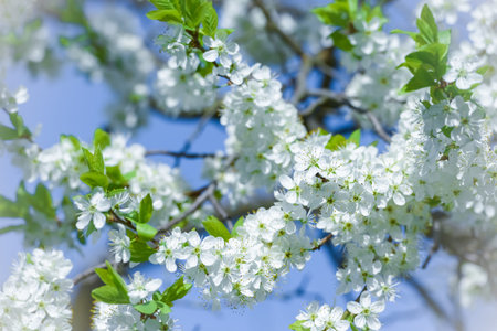 cherry tree branch with white flowers in spring