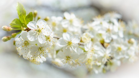 cherry tree branch with white flowers in springの写真素材