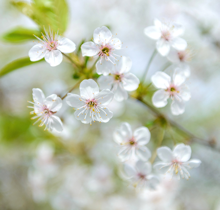 cherry tree branch with white flowers in springの写真素材