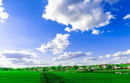 daisy in the meadow against the blue skyの写真素材