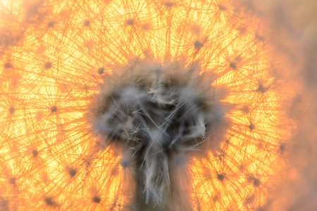 blown dandelion flower against the setting sunの写真素材