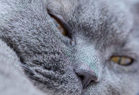 Grey thoroughbred cat on white backgroundの写真素材