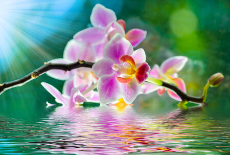 beautiful orchid flower bouquet sun shines brightlyの写真素材