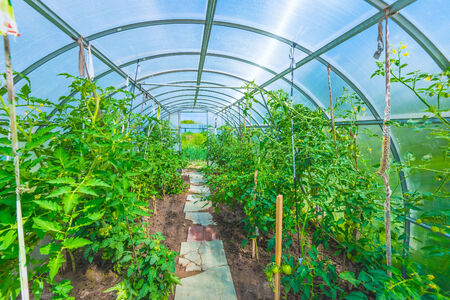 the arch of the greenhouse tomato seedlings in early springの写真素材