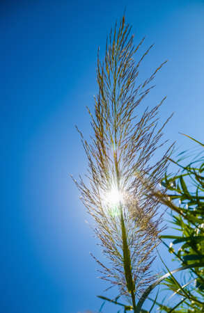 grassland landscape with the sky in the spring, sunny dayの写真素材