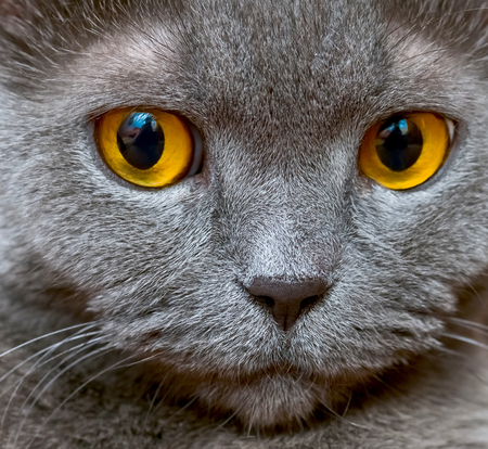 Portrait of an adult cat British breed with yellow eyesの写真素材