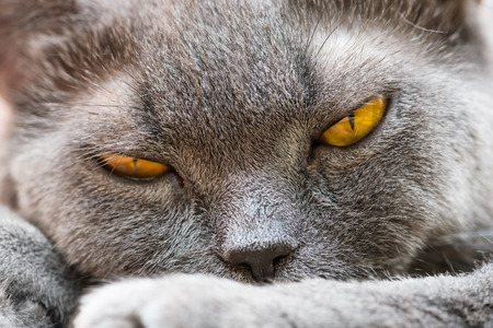 Portrait of an adult cat British breed with yellow eyesの写真素材