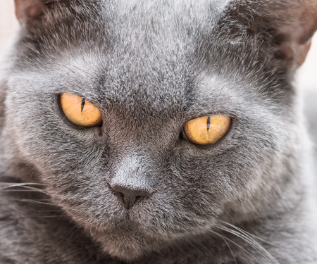 Portrait of an adult cat British breed with yellow eyesの写真素材
