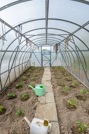 the arch of the greenhouse tomato seedlings in early springの写真素材