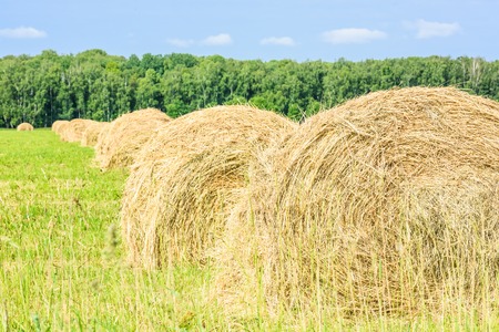 Round bales of hay in the fieldの写真素材