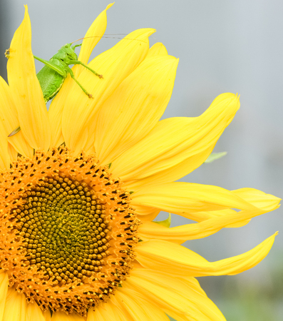 big green grasshopper with long antennae on a leafの写真素材