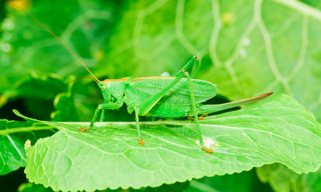 big green grasshopper with long antennae on a leafの写真素材