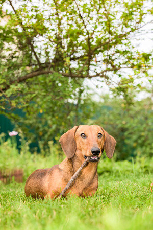 breed dachshund dog is at home on carpetの写真素材